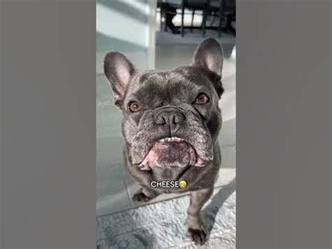 oommal.com|Elevate your pet's well.
